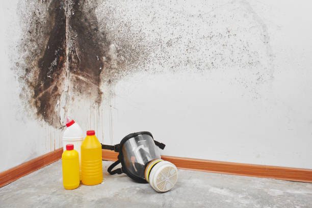 Best White Mold Remediation in Lake Brownwood, TX