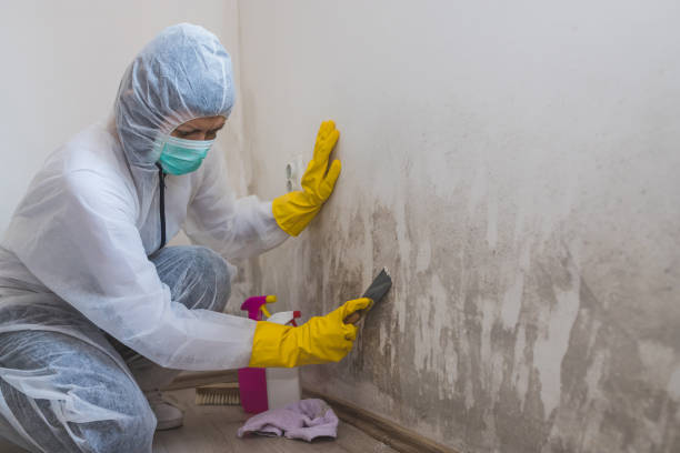 Best Health and Safety Mold Remediation in Lake Brownwood, TX