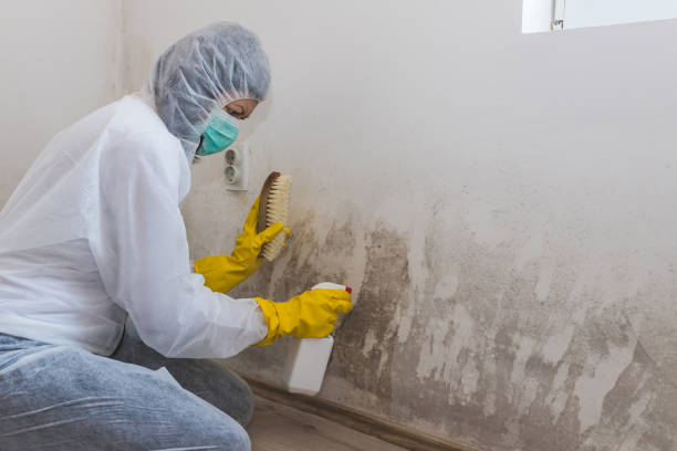 Best Attic Mold Remediation in Lake Brownwood, TX